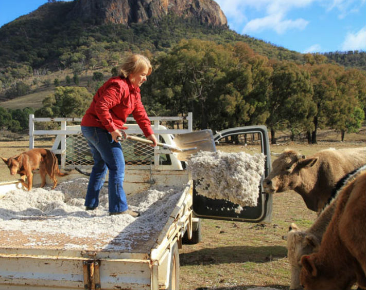 Coonabarabran farmer Marie Knight feeding cattle