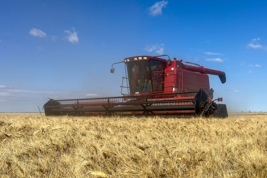 a red header harvesting wheat.