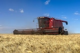 a red header harvesting wheat.