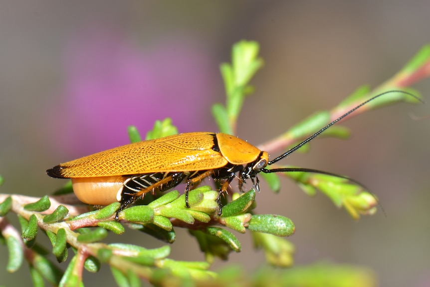 A native cockroach that is bright yellow sits on a branch