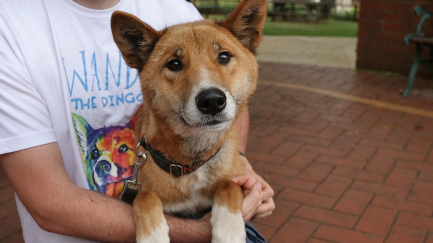 close up of a dingo looking directly at the camera in the arms of a person wearing a wandi the dingo shirt