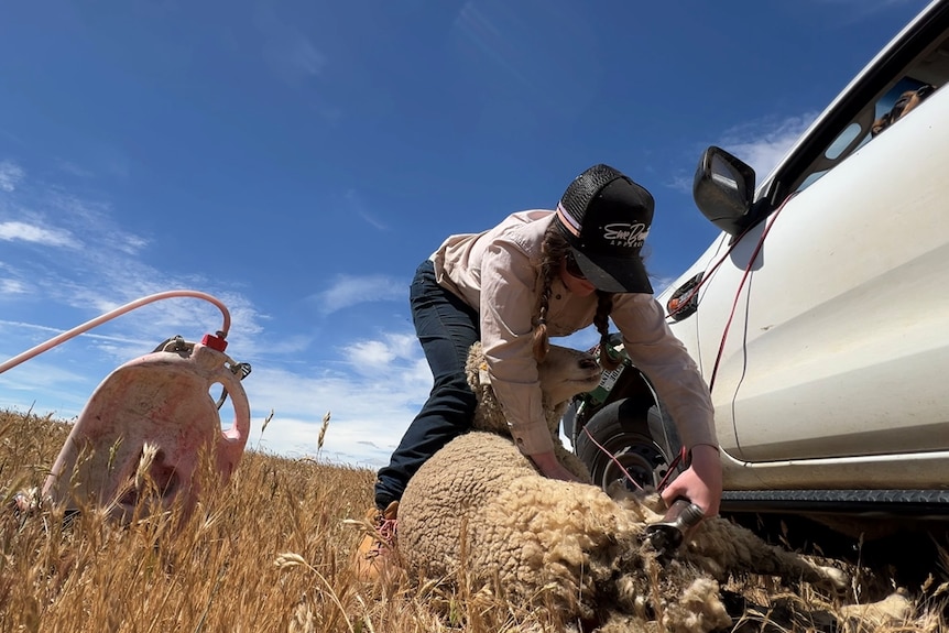 A young woman in a pink shirt and jeans checks a sheep in the paddock on a mostly sunny day.