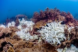 An underwater photo of bleached coral next to healthy coral, with fish swimming by.