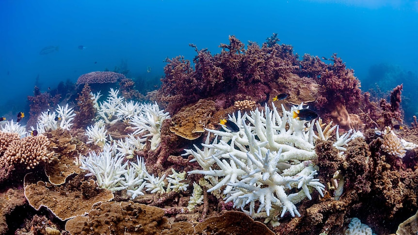 An under-water photo of bleached coral next to healthy coral, with fish swimming by.