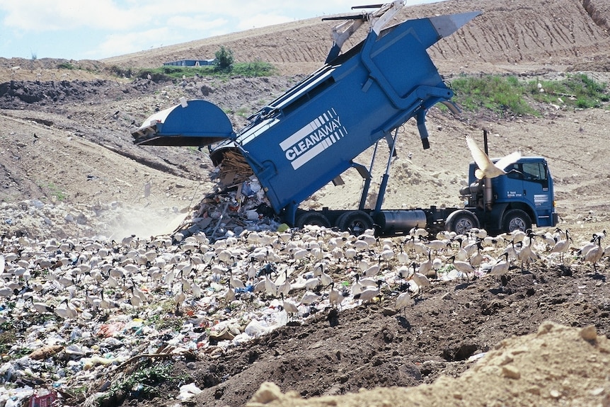 A lot of ibises on the ground at a dump where a truck is unloading.