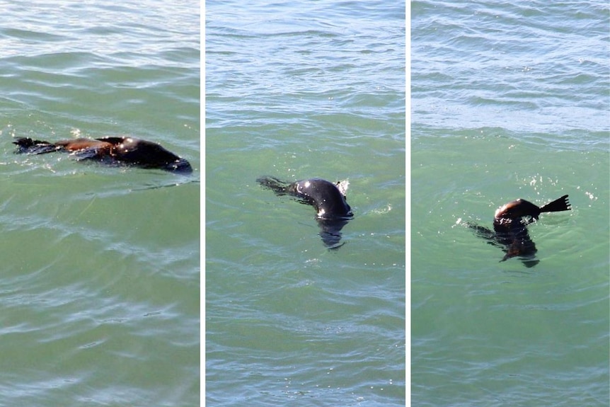 A seal playing in the water