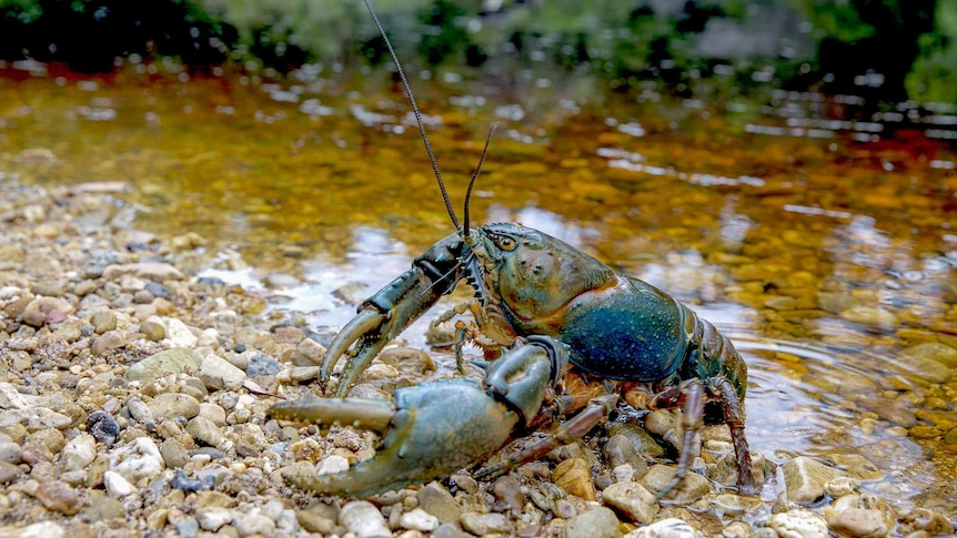 One of Tasmania's giant freshwater crayfish