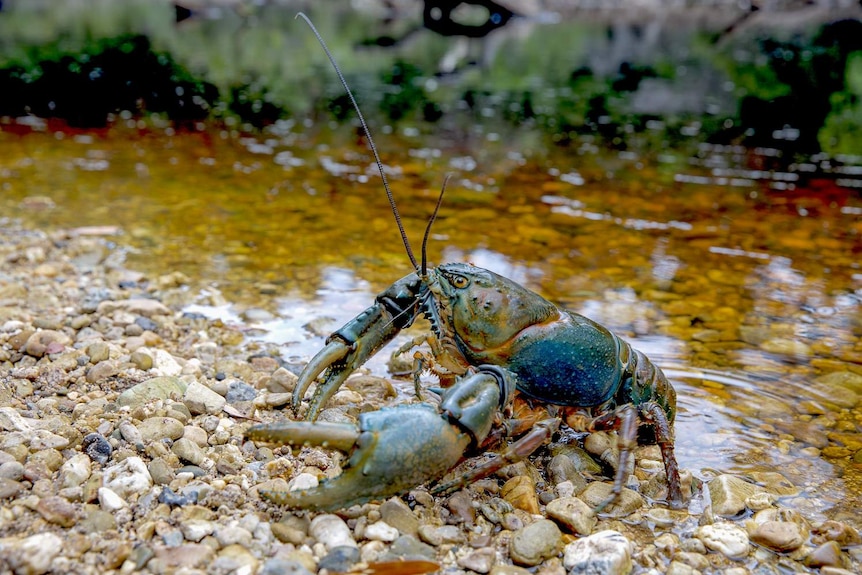 The Tasmanian giant freshwater crayfish is listed as vulnerable