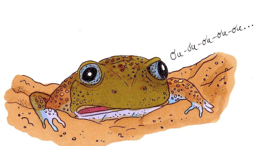 The head of a plump frog sticks out from a burrow, calling: "Ou-ou-ou-ou-ou."