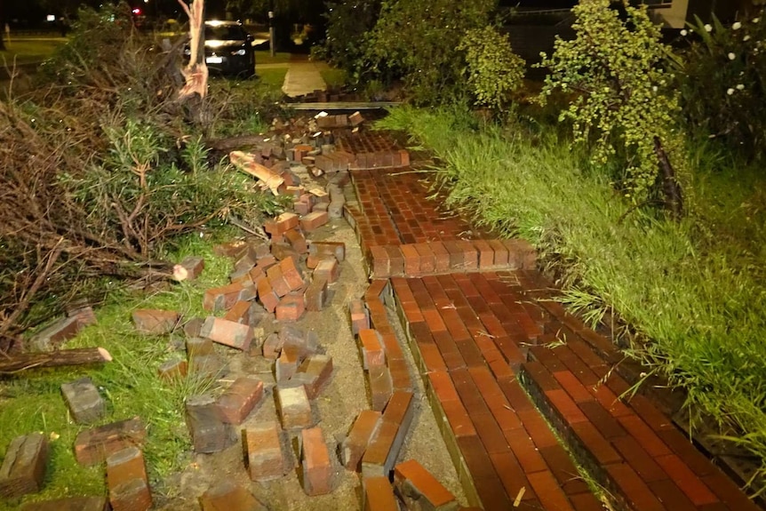 A brick wall and small trees on the ground after being blown over by strong winds.