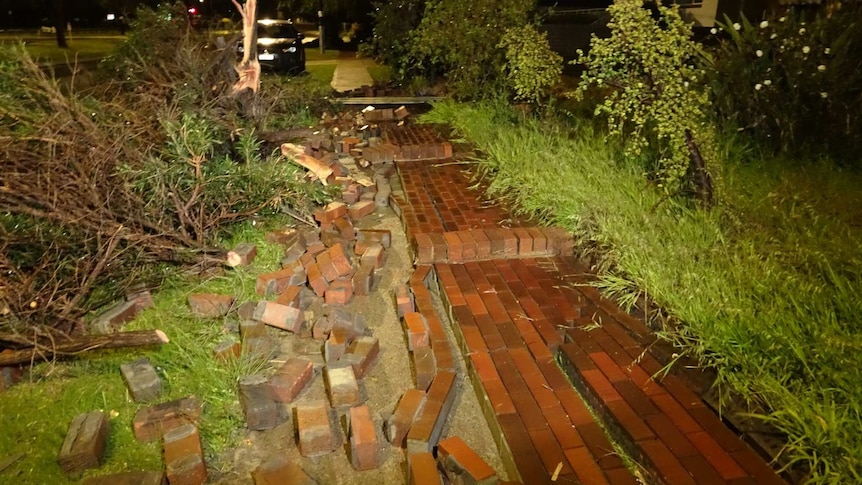 A brick wall and small trees on the ground after being blown over by strong winds.