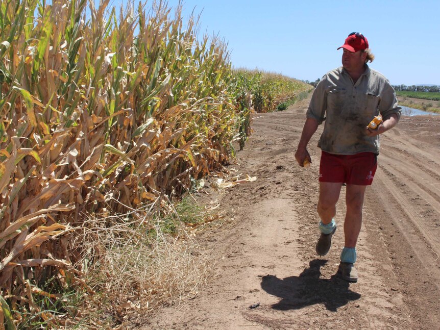 A man walks past his maize crop