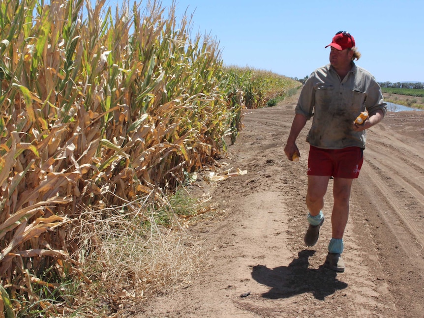 A man walks past his maize crop