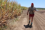 A man walks past his maize crop