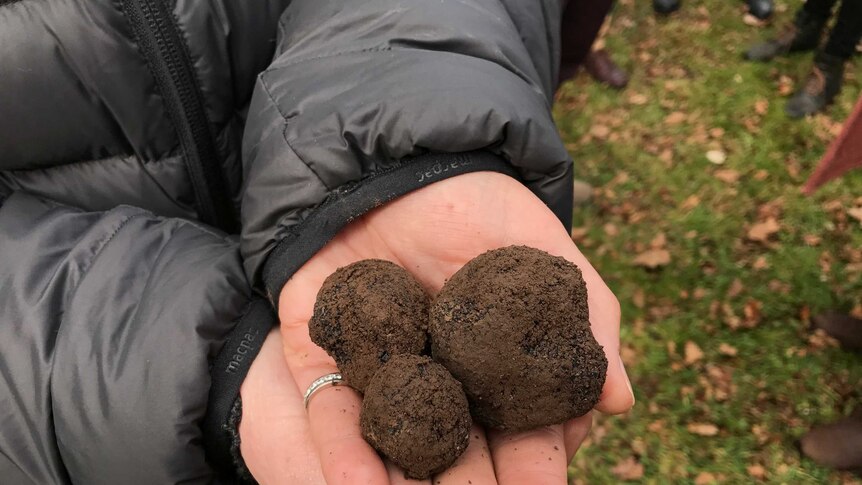 Simon French with truffles.