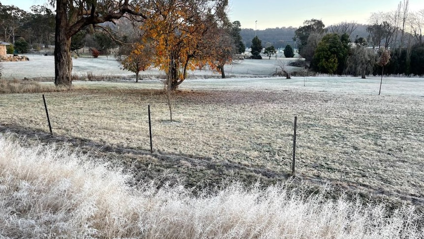 A paddock looks white with frost.