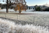 A paddock looks white with frost.