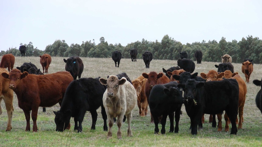 Beef cattle in paddock