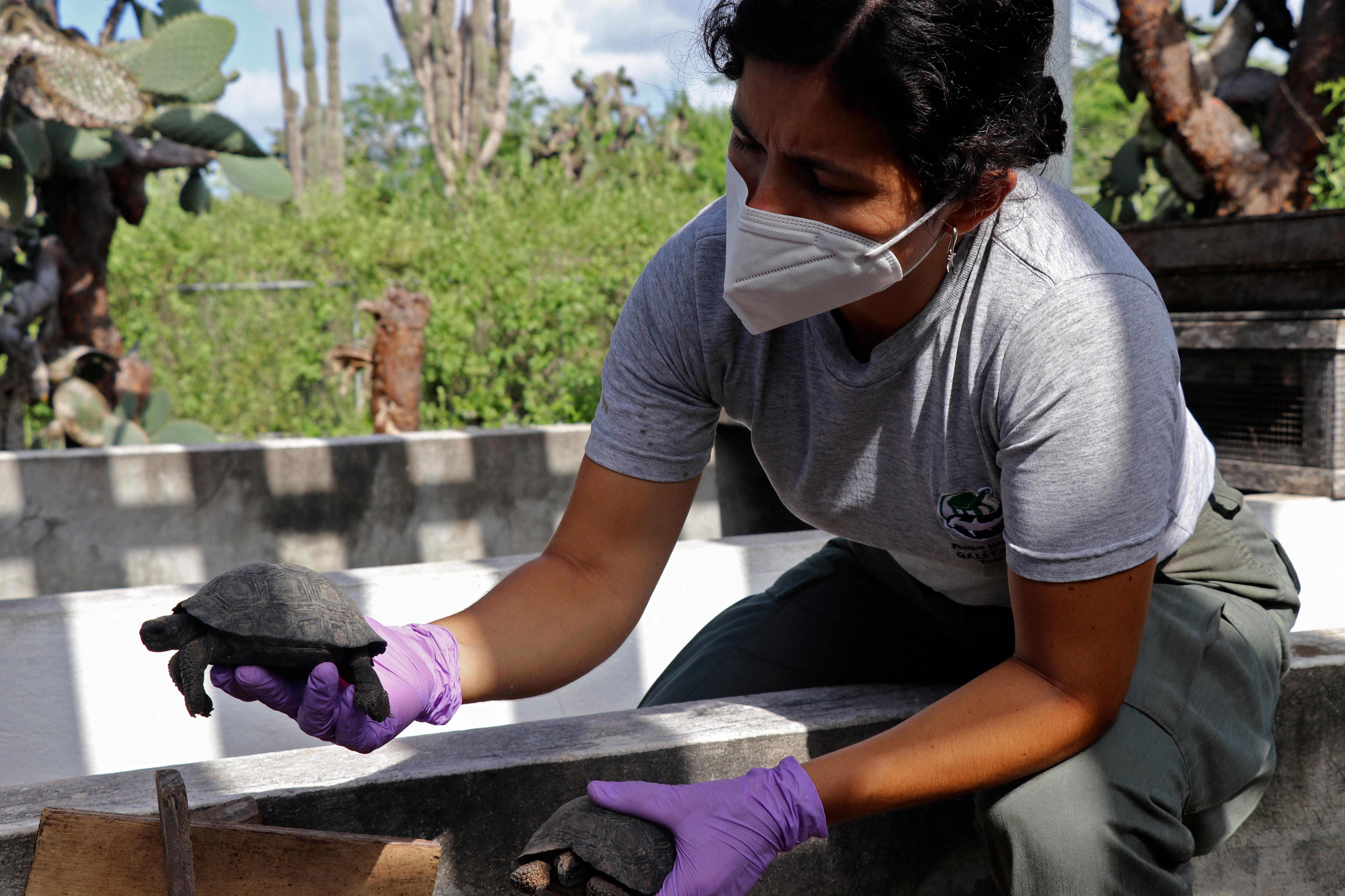 Tortoises in a suitcase.
