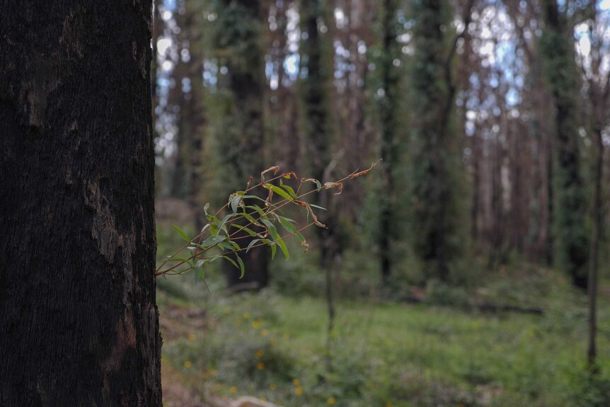 The trunk of a burnt gum tree on the left with new growth sprouting out, in the background blurred out a forest of burnt gums.