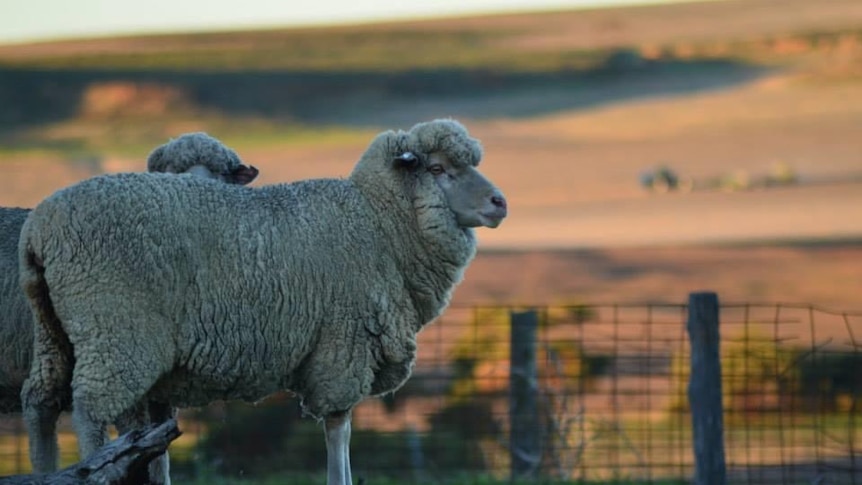 Sheep on a farm in Badgingarra
