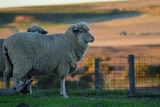 Sheep on a farm in Badgingarra