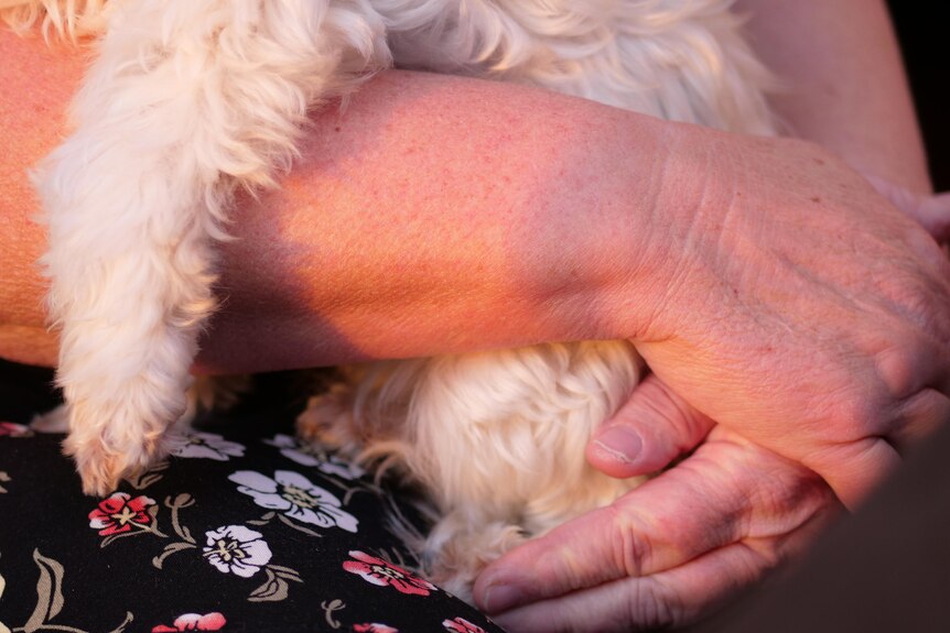 A woman's hands holding a dog, you can just glimpse her patterned black dress. The small dog has white, curly fur