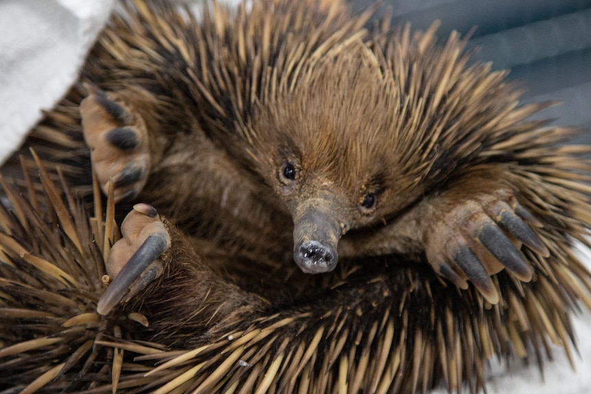 An echidna being held gently in a white towel.