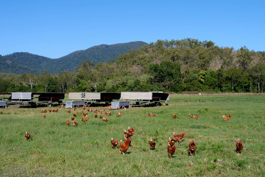 three low tin sheds in the background with red hens foraging across a grassy field.