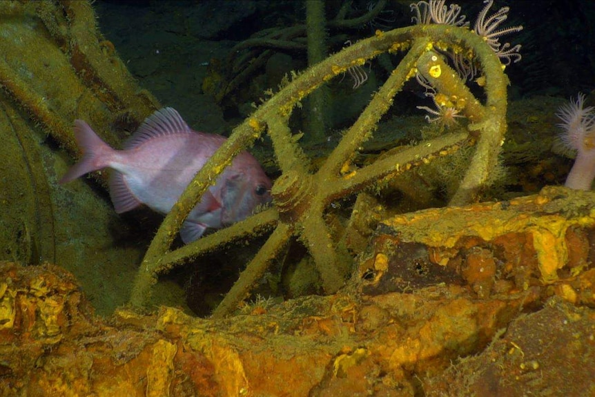 Underwater photo of a wheel from a submarine wreck HMAS AE1, covered in sea plants, a purple fish swims by