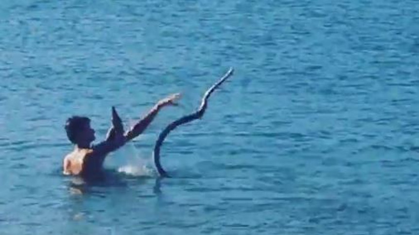 A man swims with his pet snake at Tallebudgera Creek on the Gold Coast