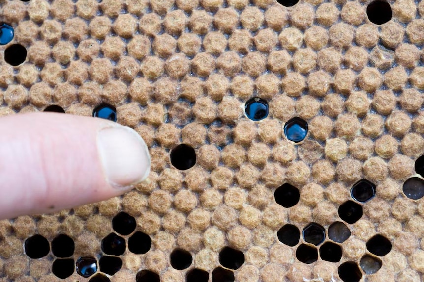 Un primer plano de una colmena de abejas marrón amarillas, con celdas hundidas.  Un pulgar está en el tiro.