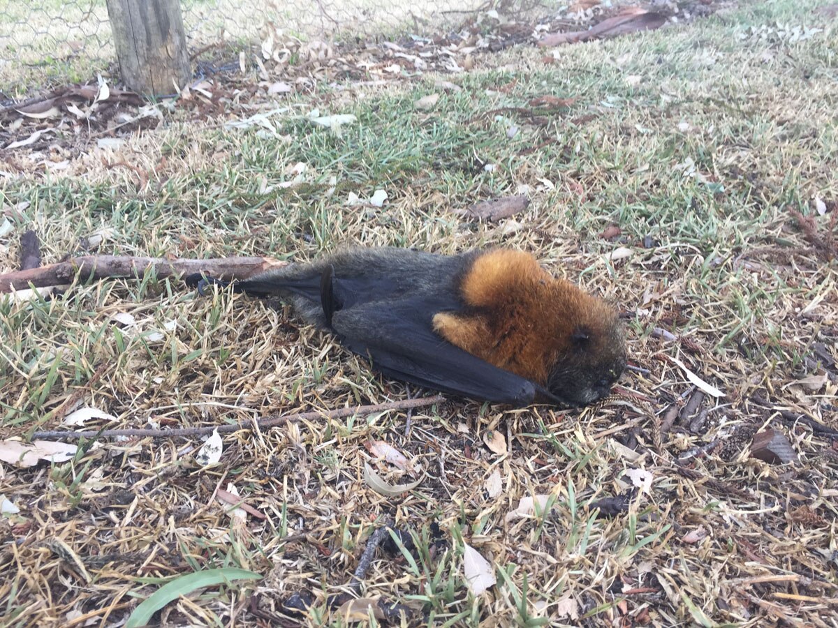 Heatwave Kills Thousands Of Bats Across New South Wales - ABC News