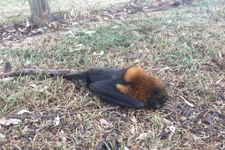Dead bat on the ground