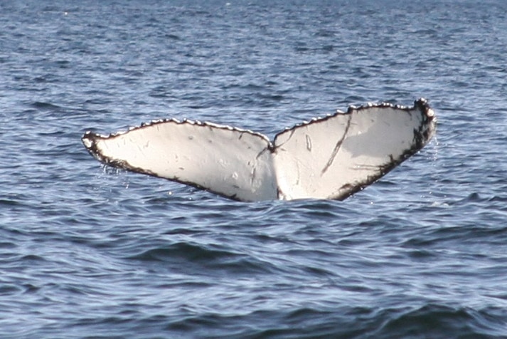 Whale breaks free