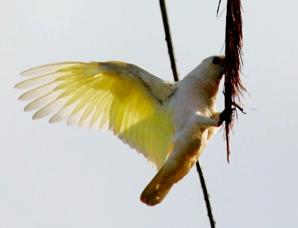 Destructive, invasive birds wreaking havoc in WA's largest regional city