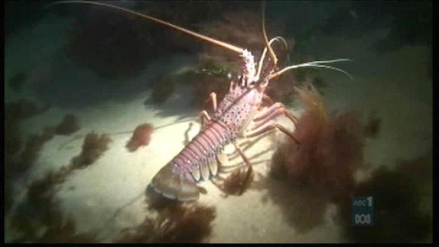 Debate over WA's rock lobster restrictions