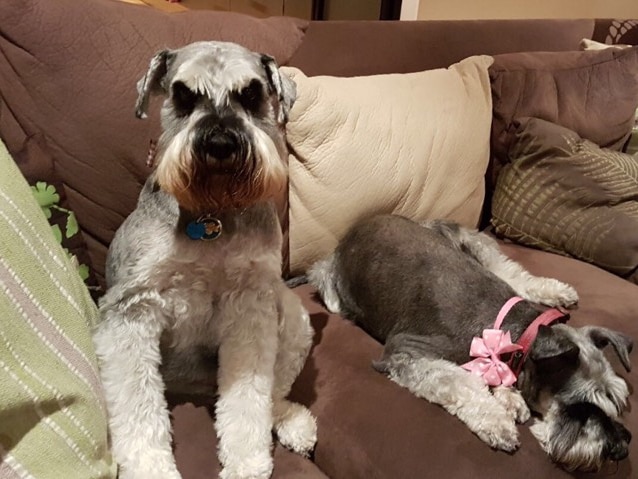 Two schnauzers sitting on the couch