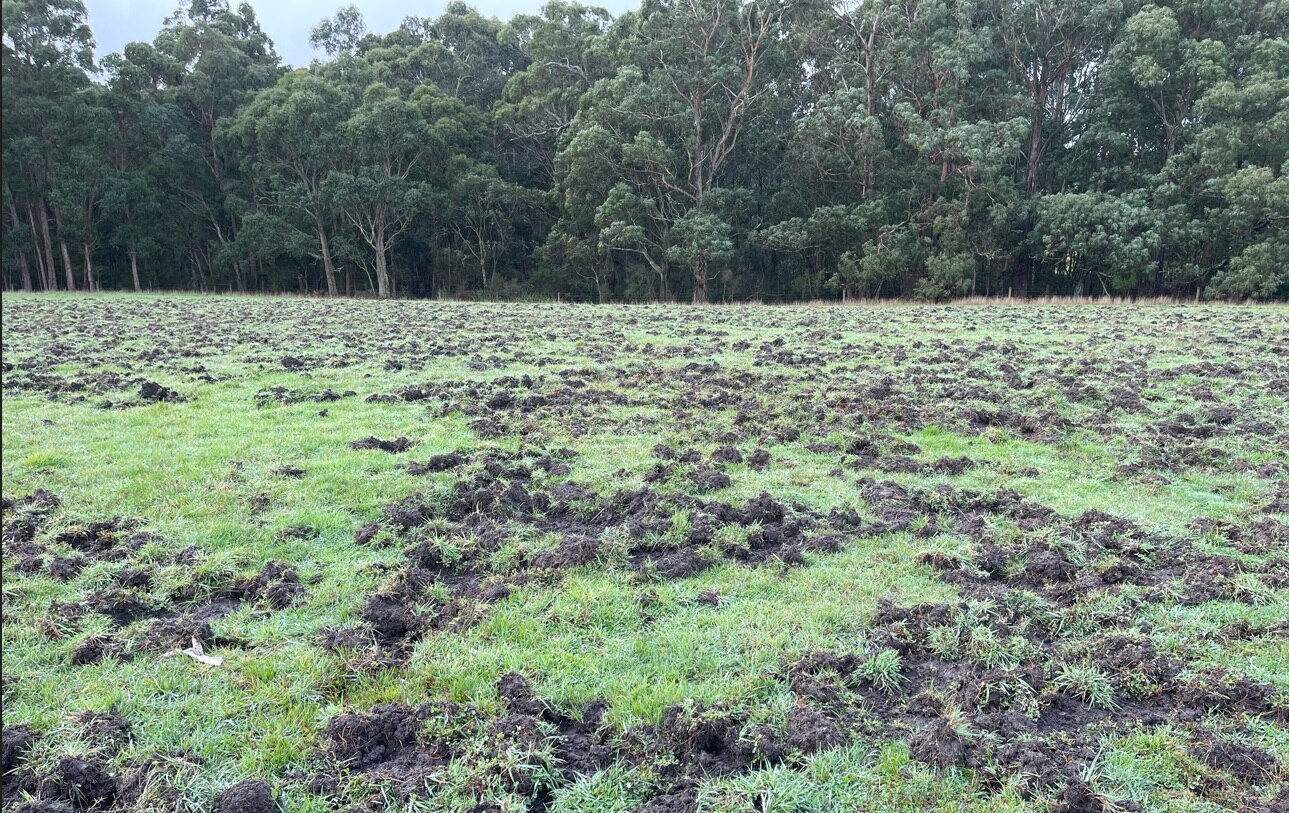 Limestone Coast Landscape Board probes deliberate feral pig releases in