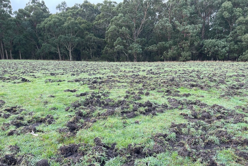 a green paddock is pock marked with upturned soil