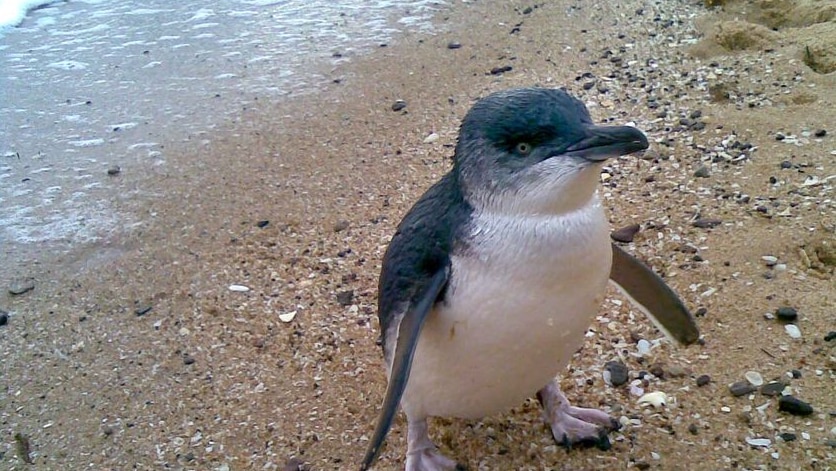 A penguin comes ashore