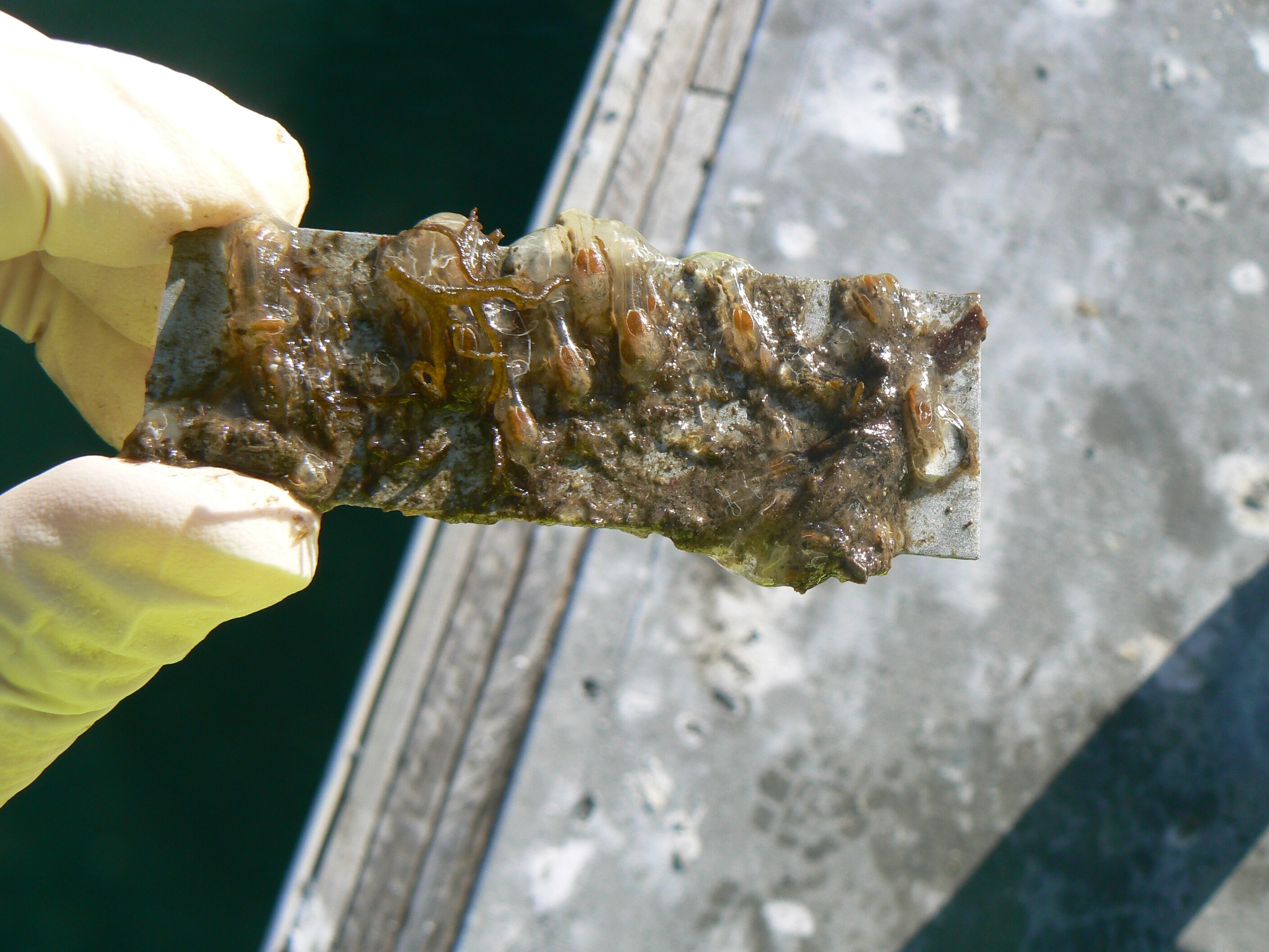 Slimy surfaces and how they might endanger ecosystems - ABC listen