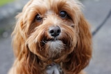 'Luna' the therapy dog looking straight at the camera