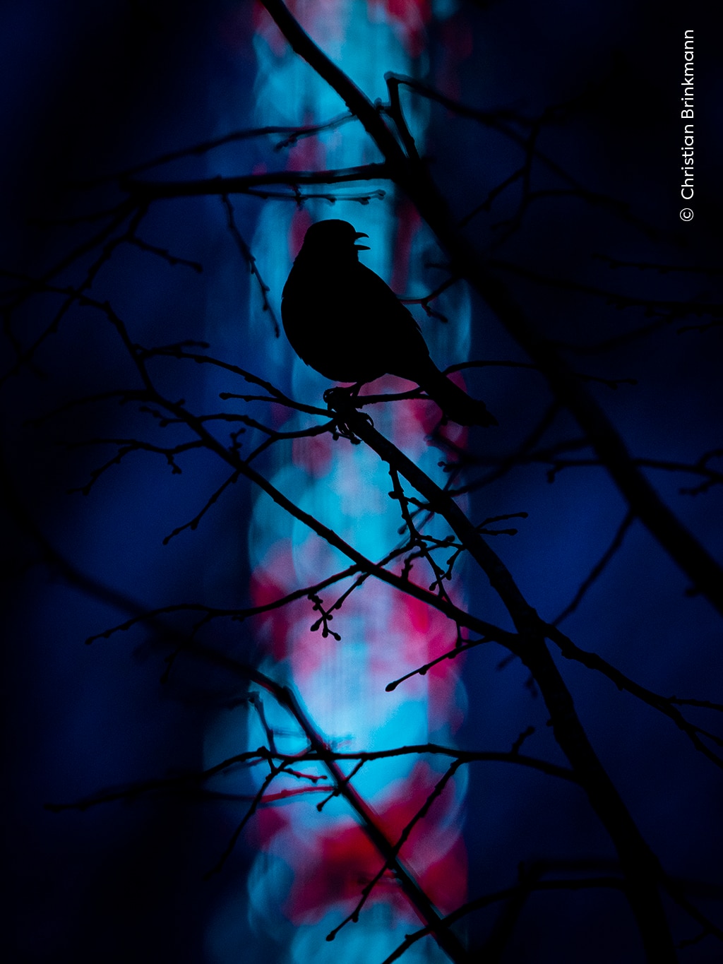 A singing Eurasian songbird is silhouetted against a backdrop of colourful fairground lights 