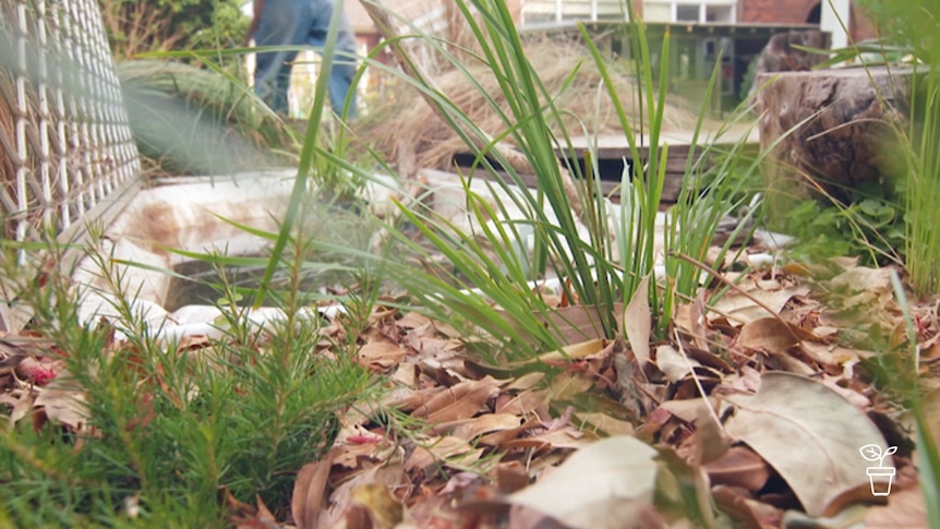 Old bathtub filled with pond plants in the garden