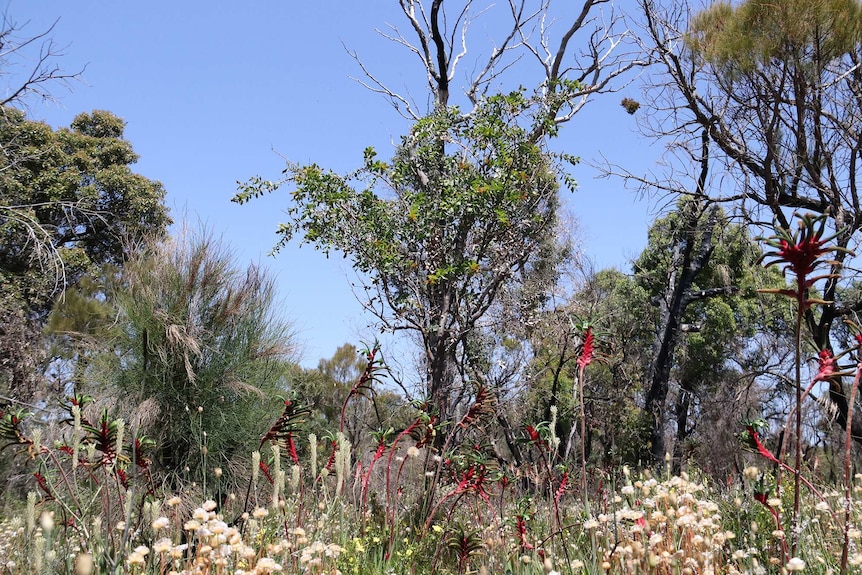 Come springtime, the same section of Kings Park burnt by the fire had sprung back into life.