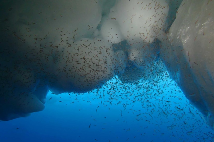 Krill swarm under an iceberg.