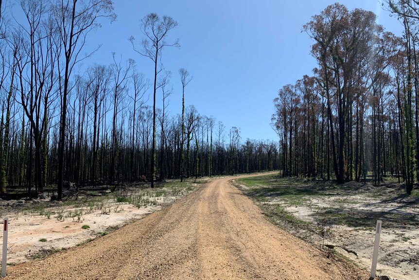 A dirt road with burnt trees on one side against a blue sky.