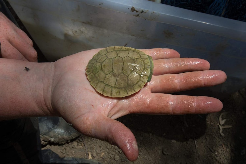 A baby Cooper Creek Short Neck Turtle hiding its head in the shell