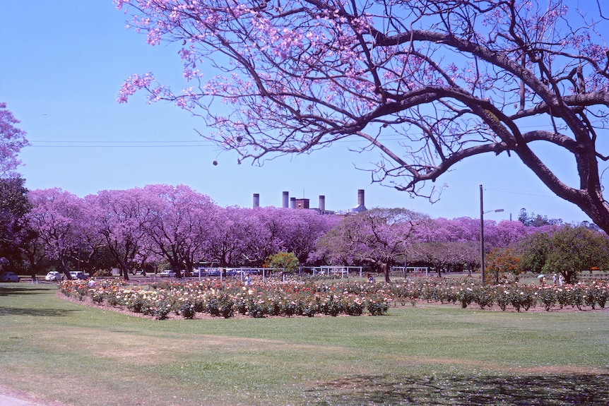 New Farm Park, Brisbane, October 1972. O'Gorman, Cynthia.